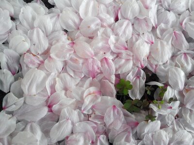 Yoshino cherry tree spring pink photo