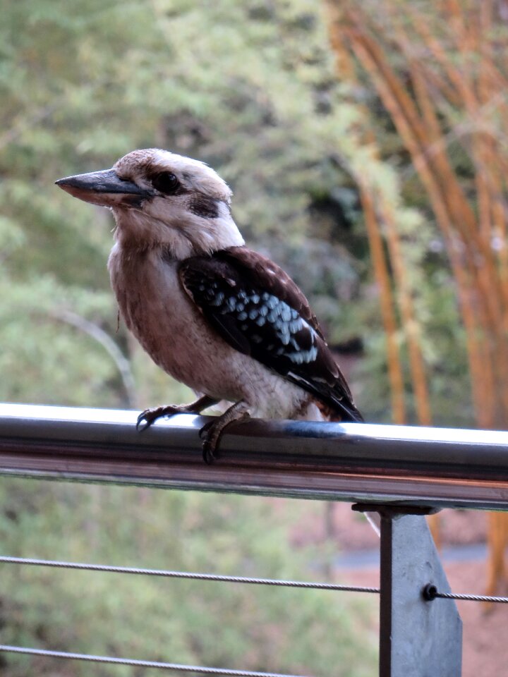 Austalian-bird kingfisher laughing bird