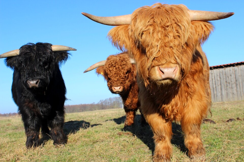 Cattle black brown nature
