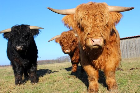 Cattle black brown nature