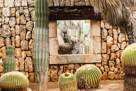 Cactus by looking mediterranean photo