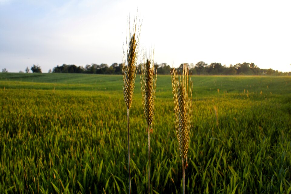 The cultivation of nature kłos