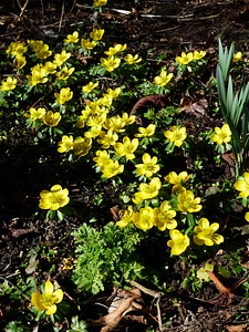 Bloom yellow eranthis hyemalis