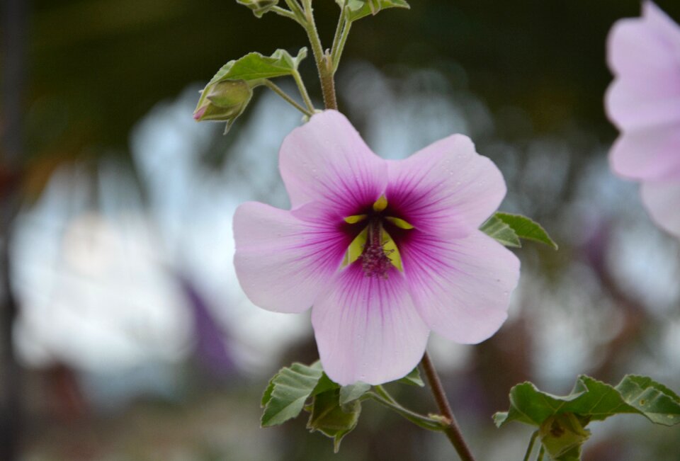 Garden nature pink photo