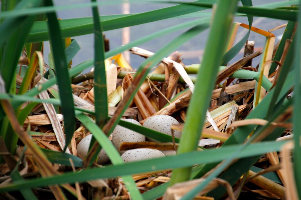 Coot coot eggs water bird