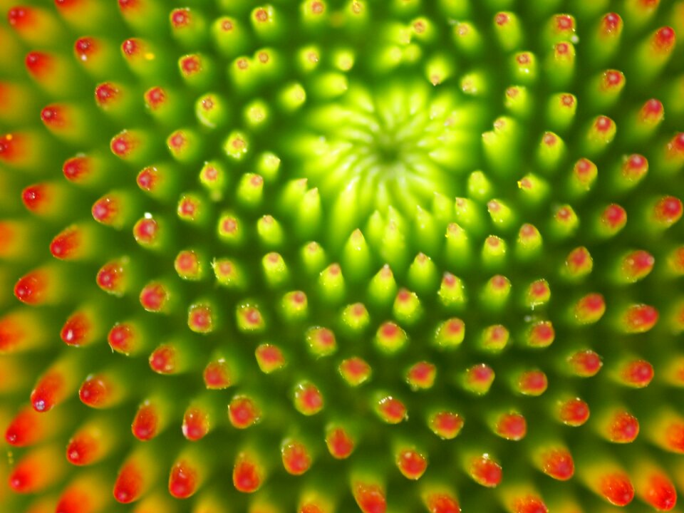 Green garden bloom