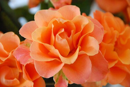 Orange roses nature rose bloom