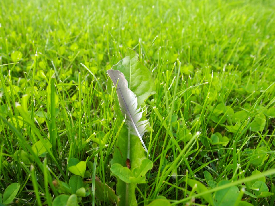 Grass pen plumelet