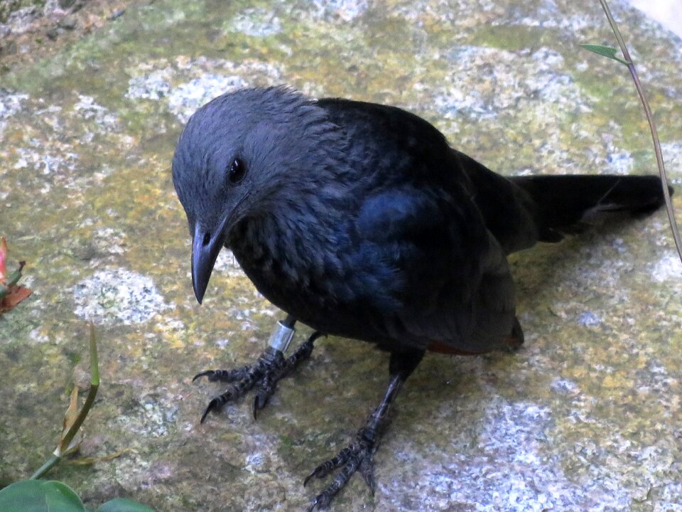 Kuyil bird cuckoo bird