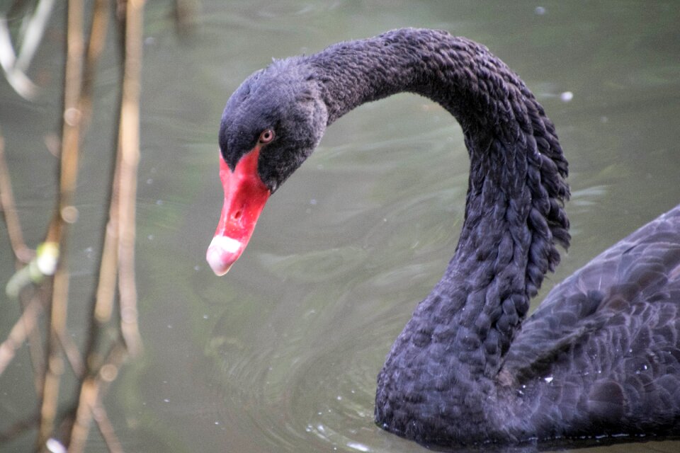 Nature fauna lake