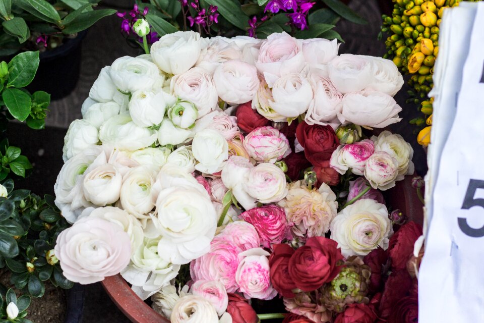 Blossom blooming flowers bloom