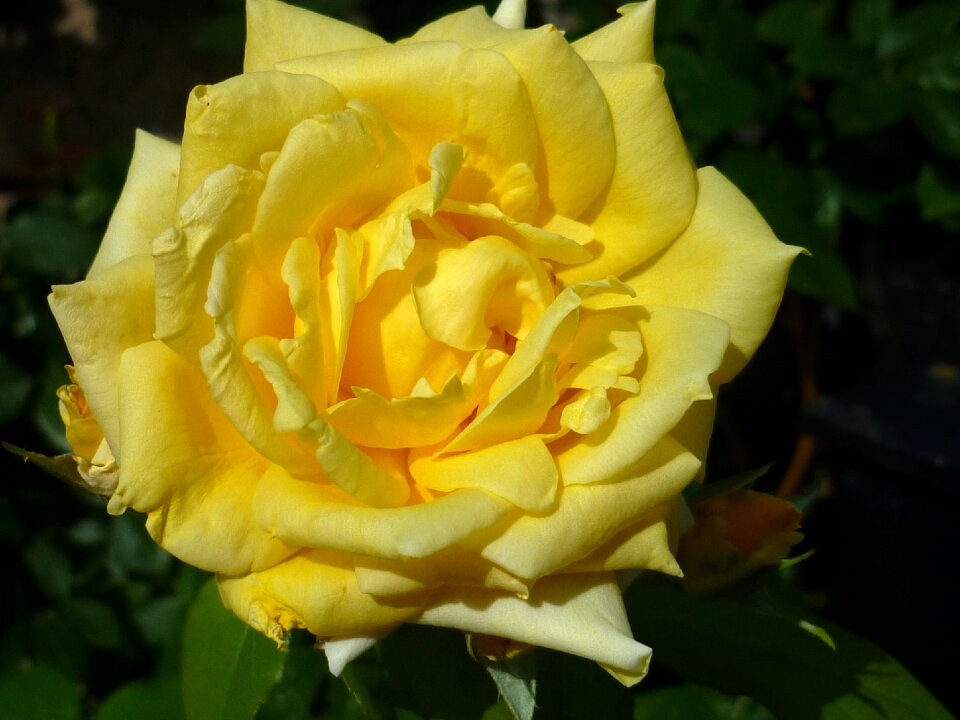 Flower garden summer gorgeous