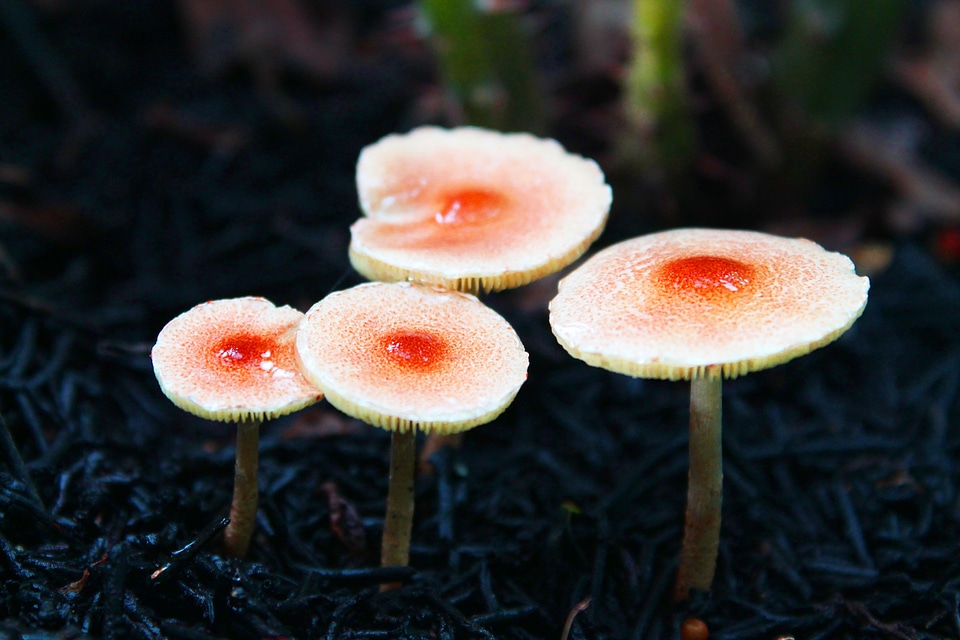 Mushroom boletus rain