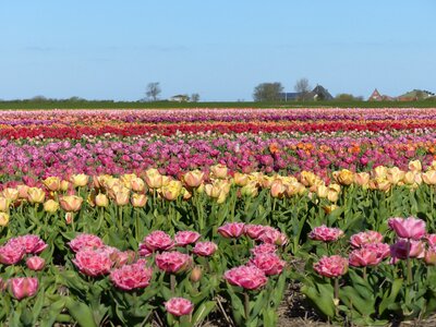 Flowers fields holland photo