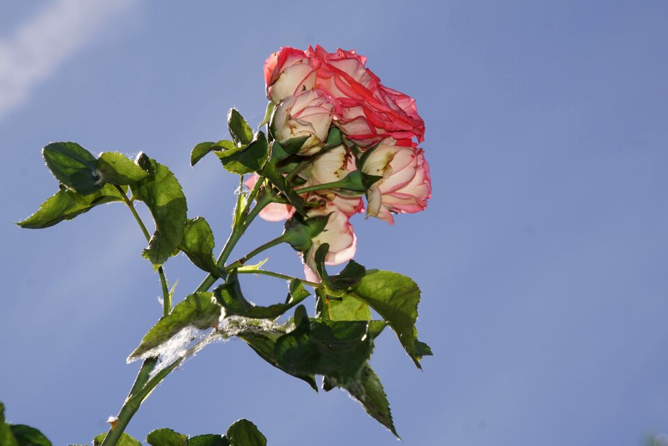 Close up antiquity rosaceae