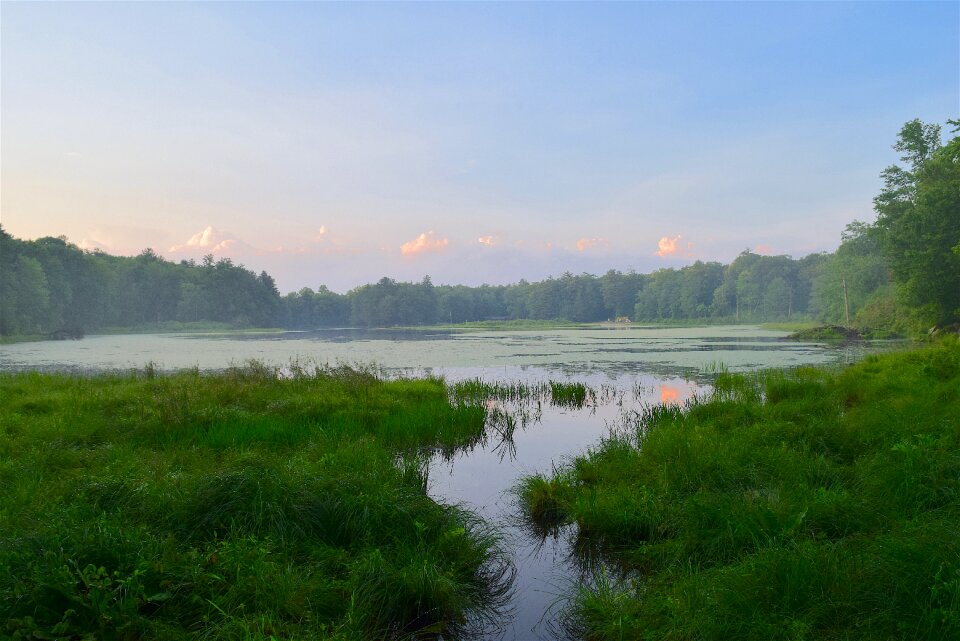 Landscape beautiful forest