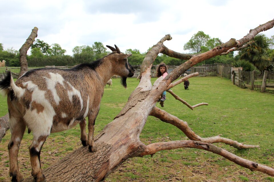 Nature livestock outdoors