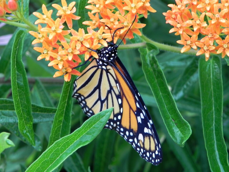 Insect nature garden