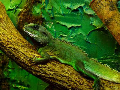 Creature reptile lizard