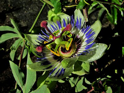 Passiflora flower garden photo