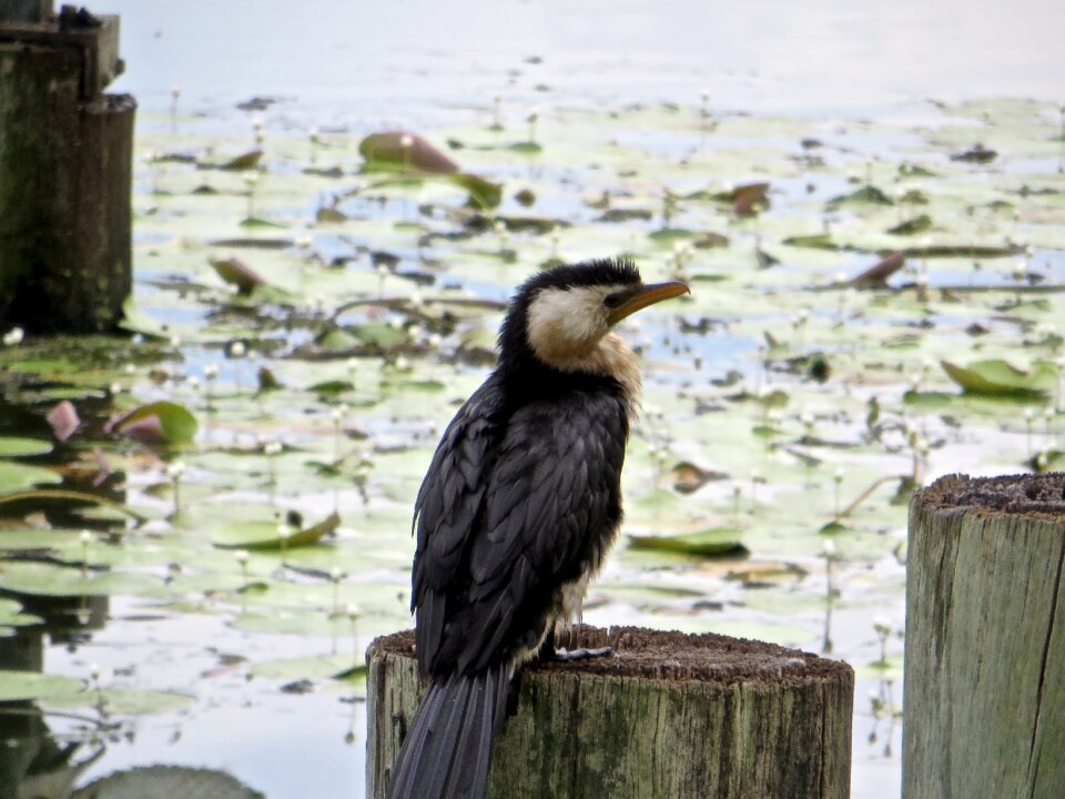 Australia se queensland forest lake
