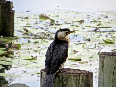 Australia se queensland forest lake