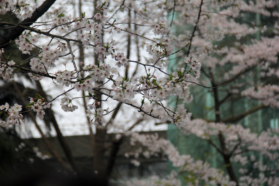 Cherry blossom white jimingsi