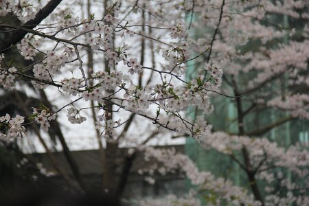 Cherry blossom white jimingsi