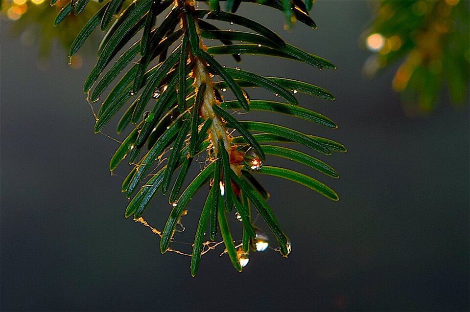 Rain water droplet