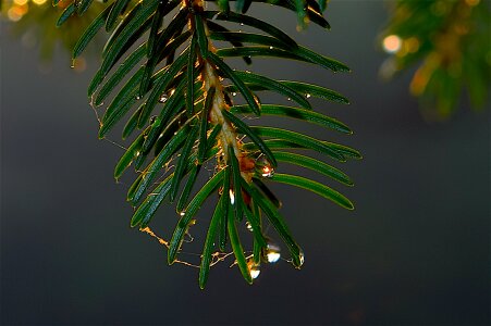 Rain water droplet photo