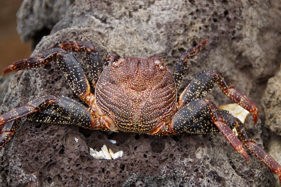 Dead animal crab