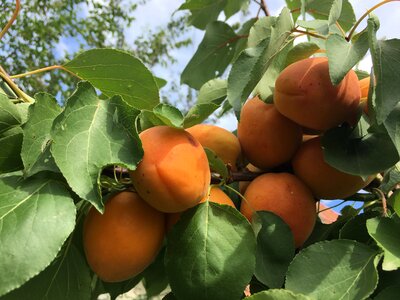 Peach gyomolcs apricot