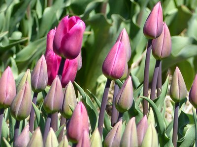 Tulips close up pink photo