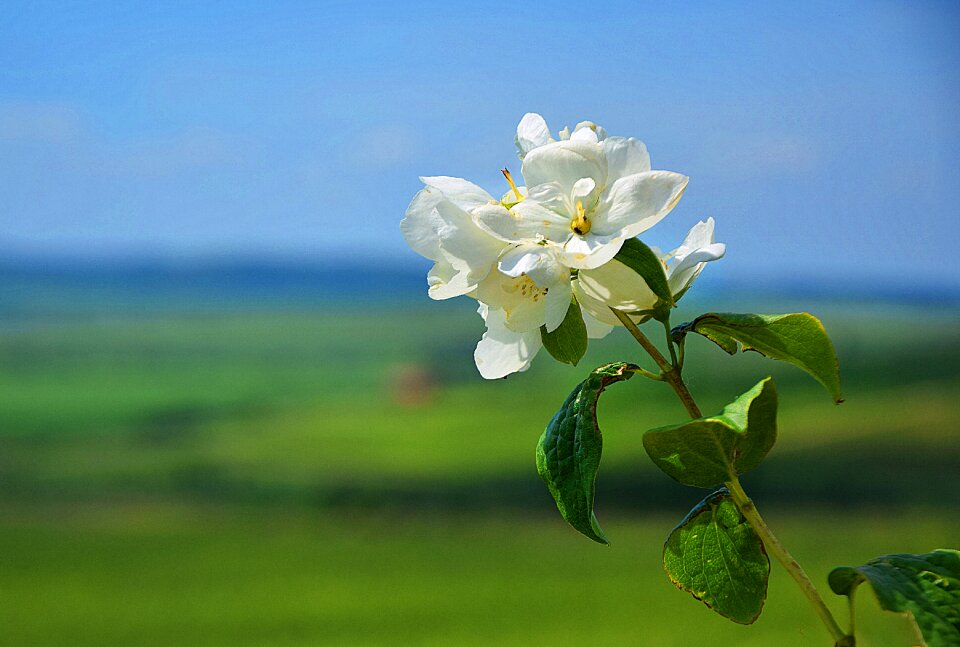 White spring sunshine