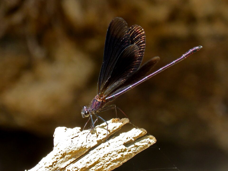 Wetland calopteryx haemorrhoidalis trunk