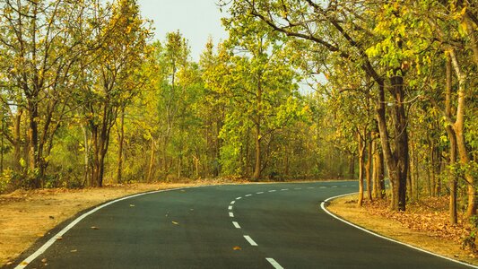 Travel forest road trip photo