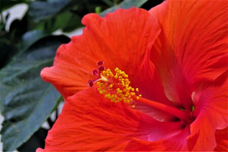 Close up garden red flower