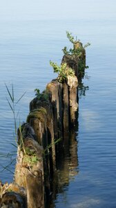 Nature wood log photo