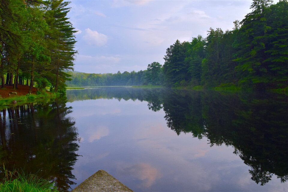 Landscape beautiful forest photo