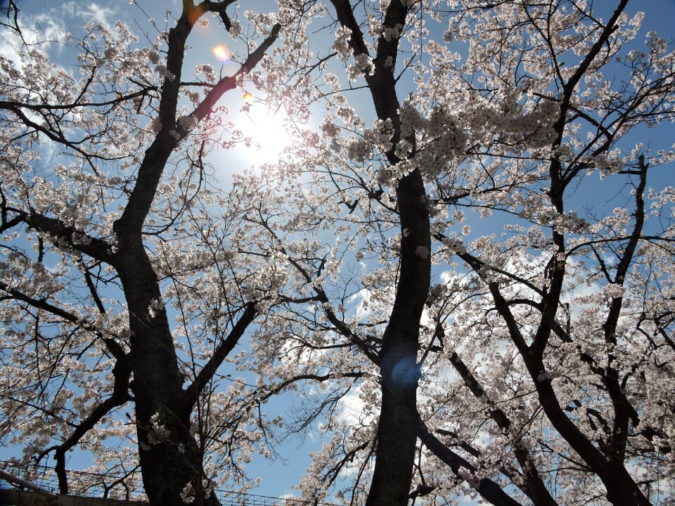 Spring cherry blossom viewing natural