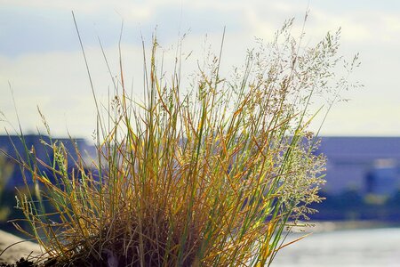 Grass grasses green photo