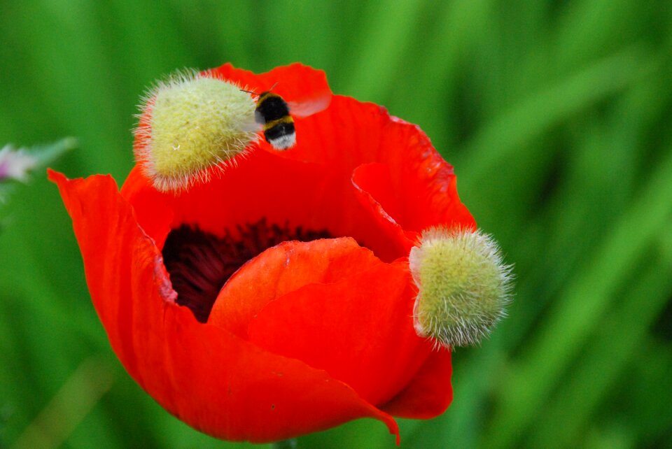 Bloom red bee
