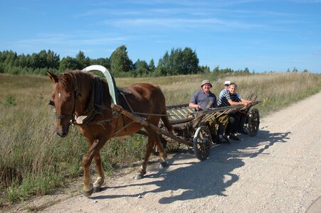 Wagon coach horse photo