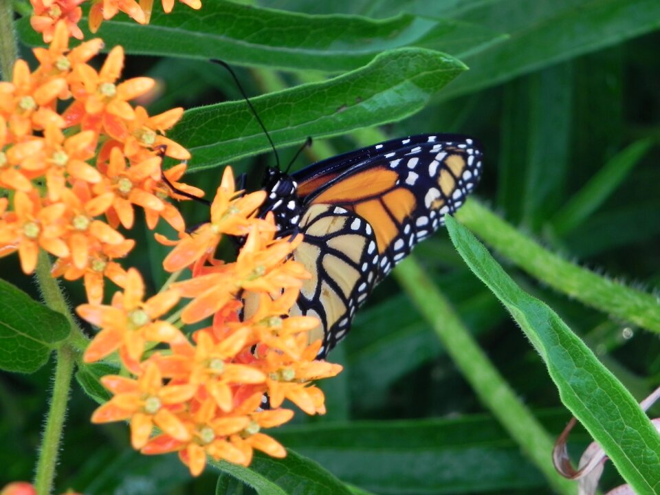 Insect orange summer