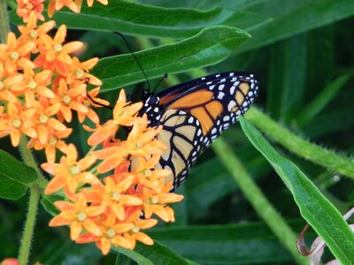 Insect orange summer photo