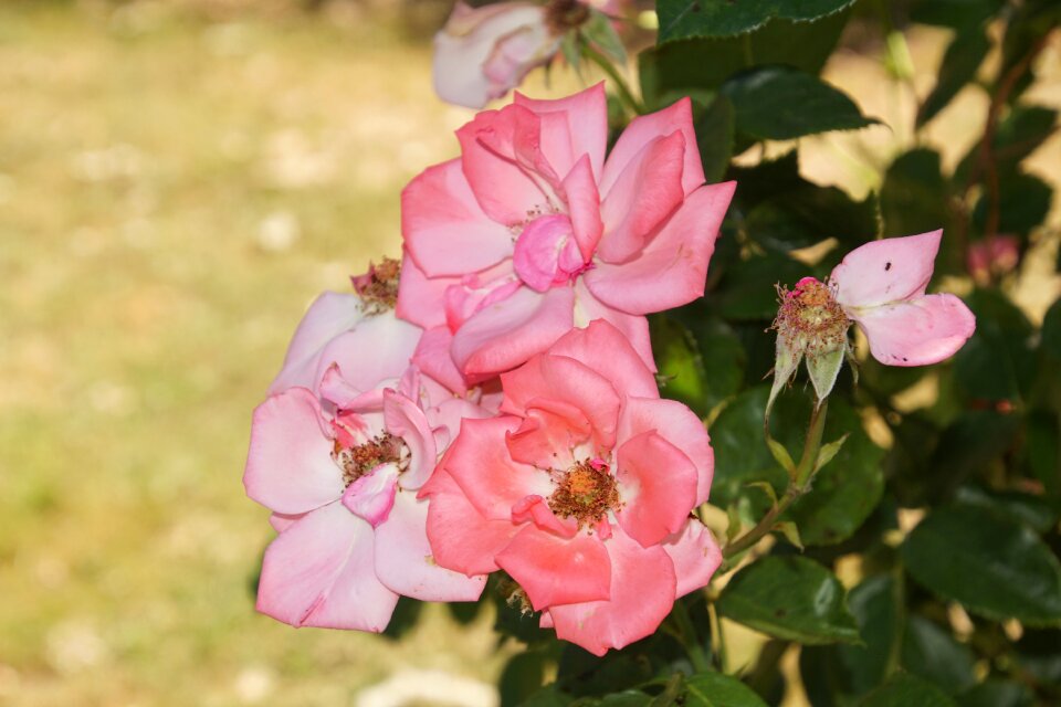 Close up ramira climbing rose