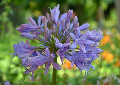 Purple flowers plant nature