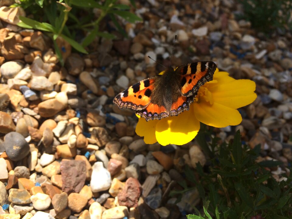 Butterfly garden