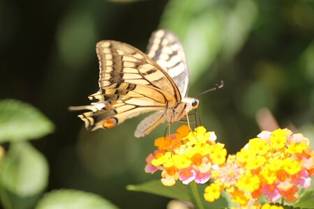 Yellow proboscis flower photo