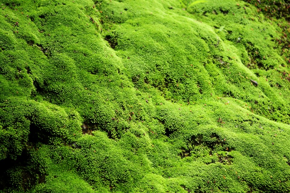 Wall indonesian natural